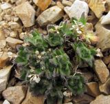 Draba aleutica. Растение после плодоношения; видны перегородки, оставшиеся после вскрывания стручочков. Камчатский край, Алеутский р-н, о-в Беринга, водораздел р. Каменка и р. Запорная, щебнистая тундра. 08.08.2015.