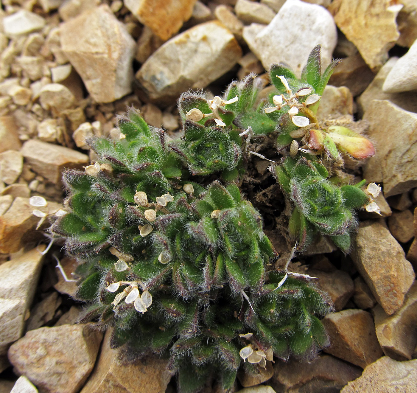 Image of Draba aleutica specimen.