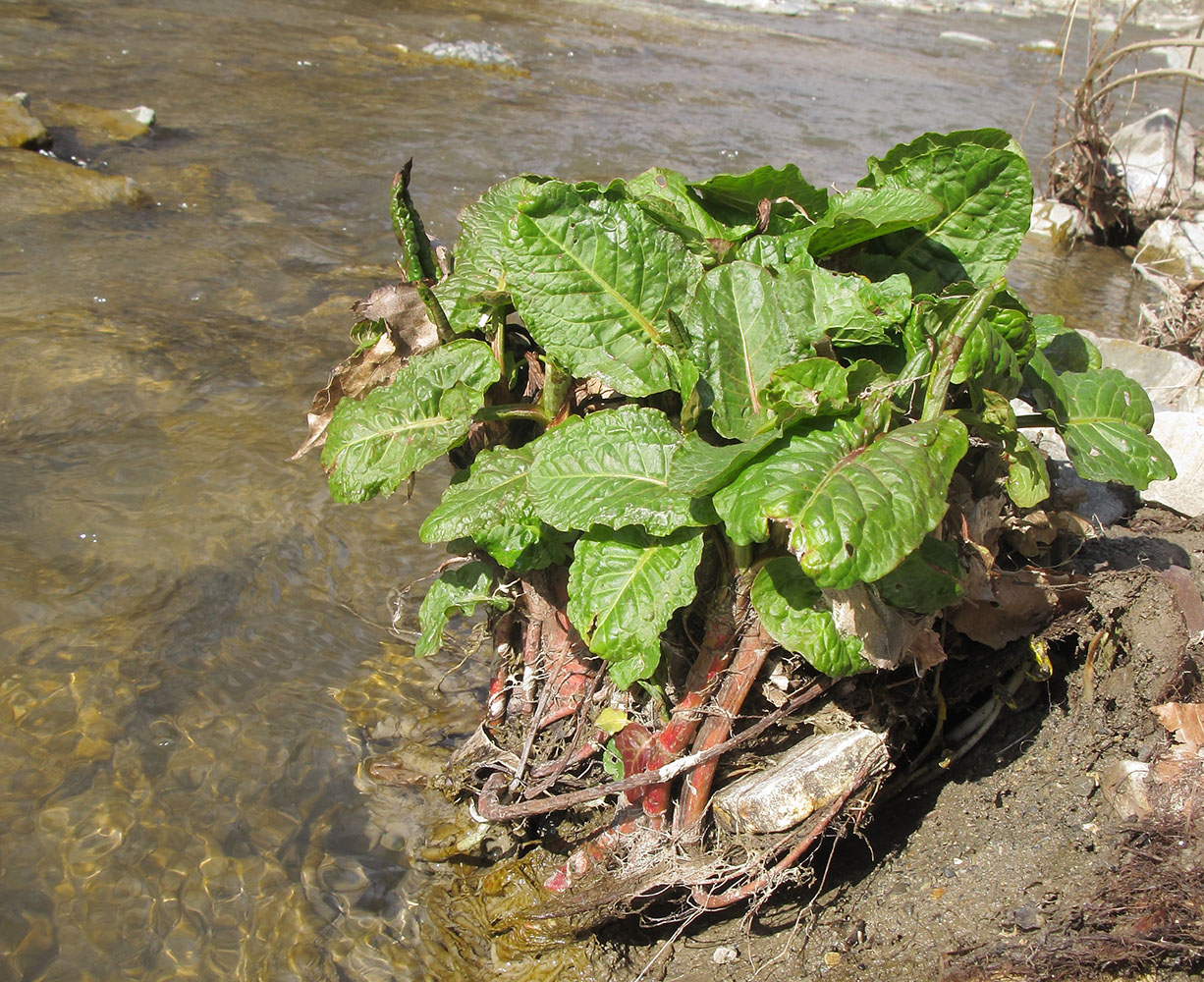 Image of genus Rumex specimen.