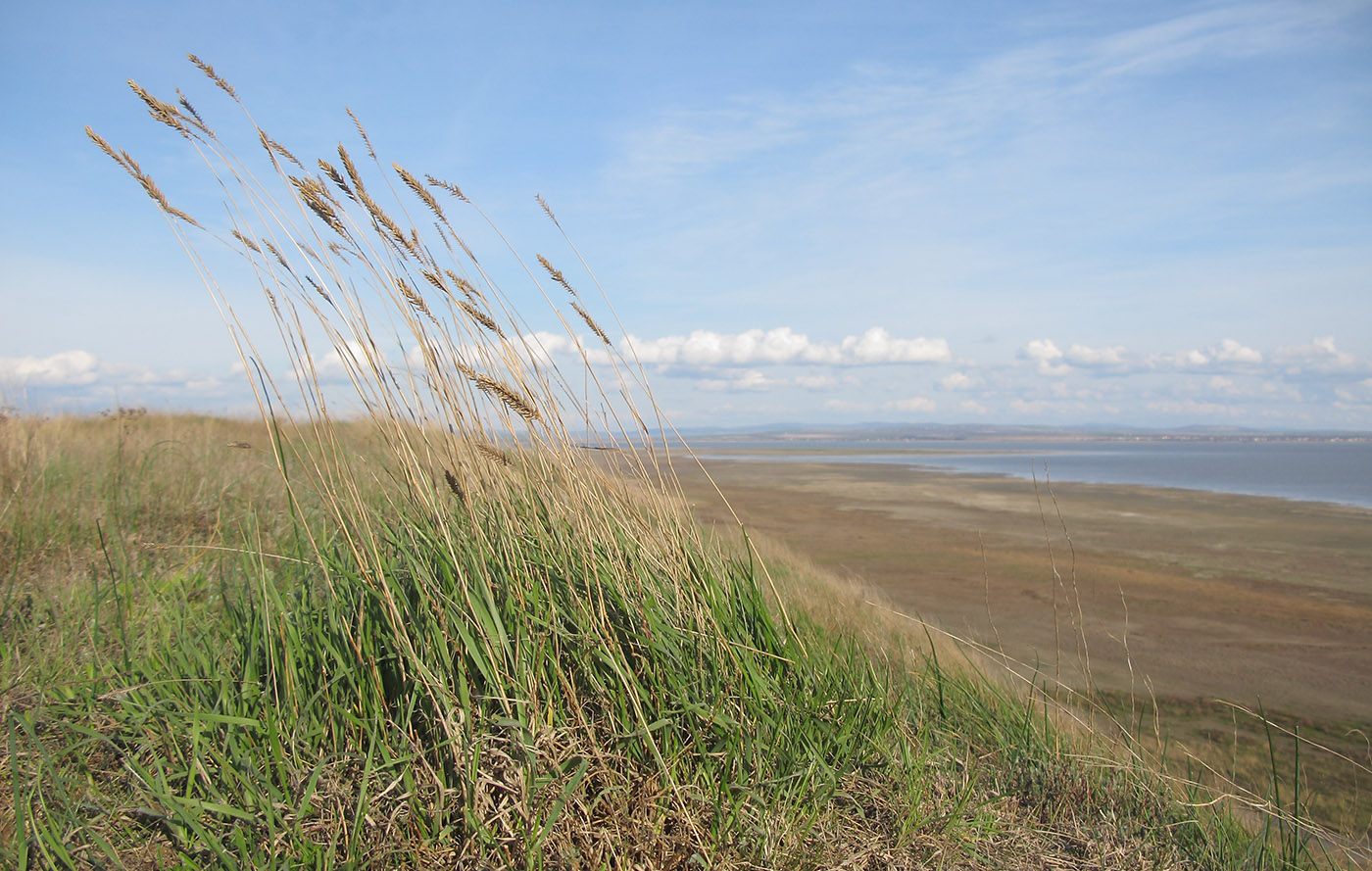 Image of Agropyron pectinatum specimen.