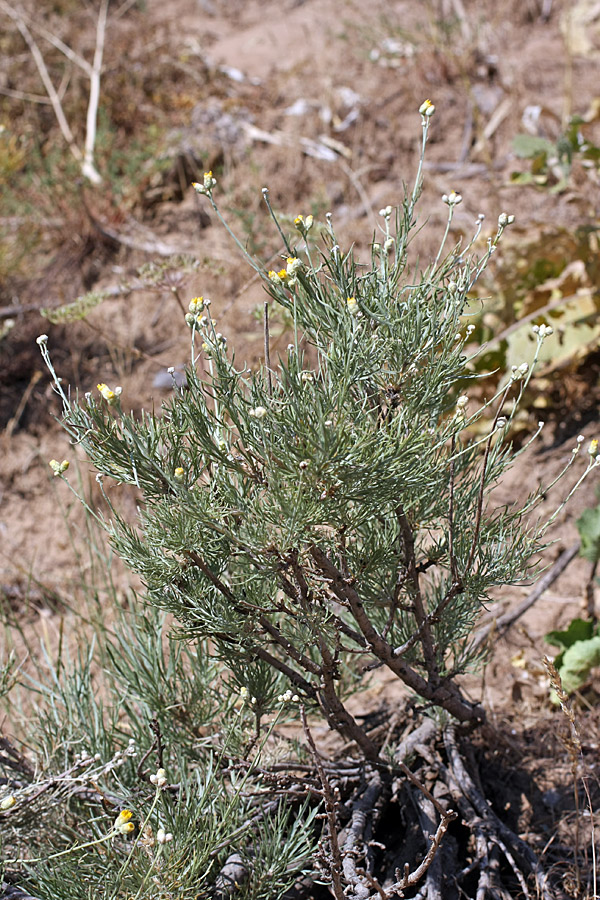 Image of Lepidolopha talassica specimen.