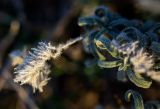 Echium angustifolium. Верхушки побегов с соплодиями. Греция, Эгейское море, о. Парос, окр. г. Дриос; обочина грунтовой дороги. 09.01.2016.