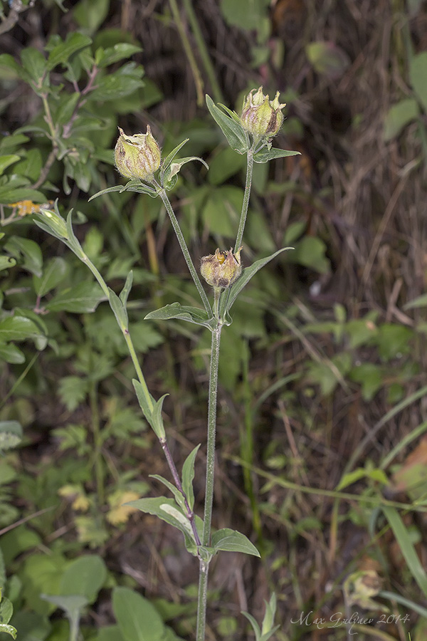 Image of Melandrium latifolium specimen.