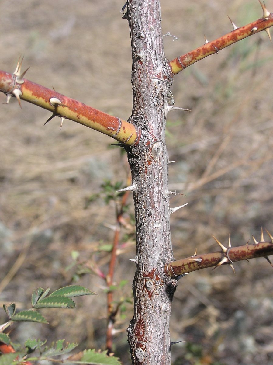 Image of genus Rosa specimen.