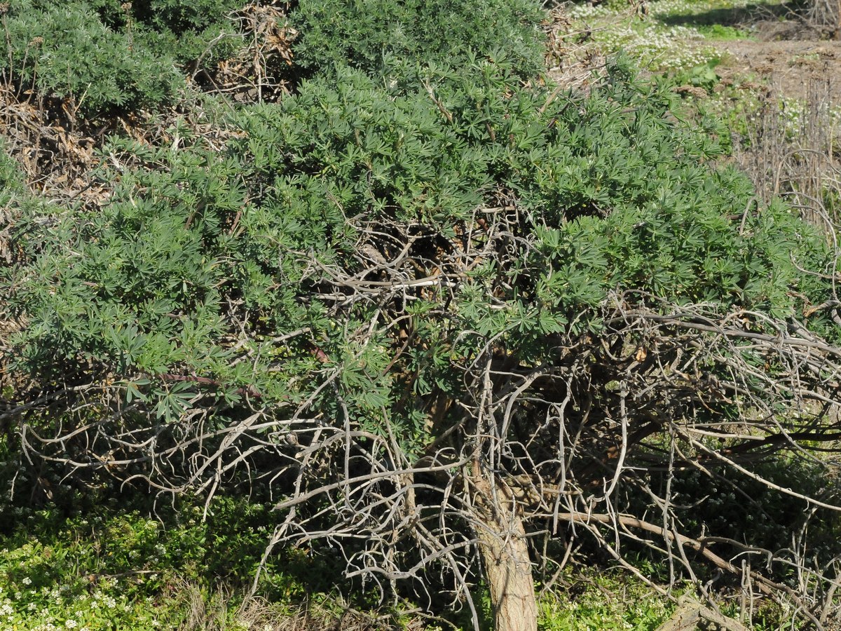 Image of Lupinus arboreus specimen.