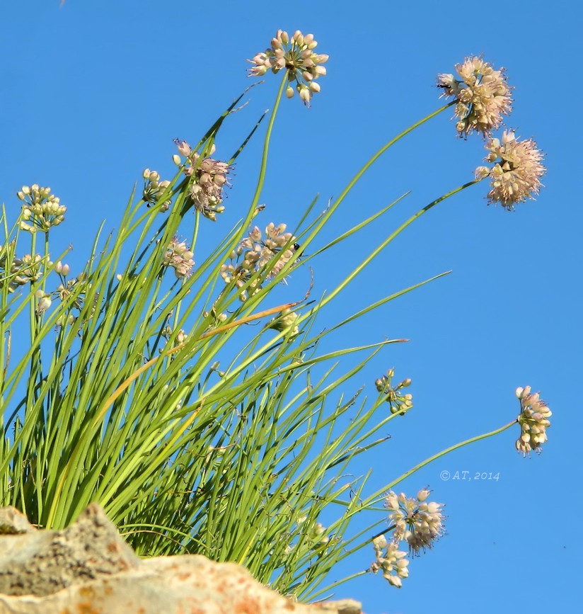 Image of Allium splendens specimen.