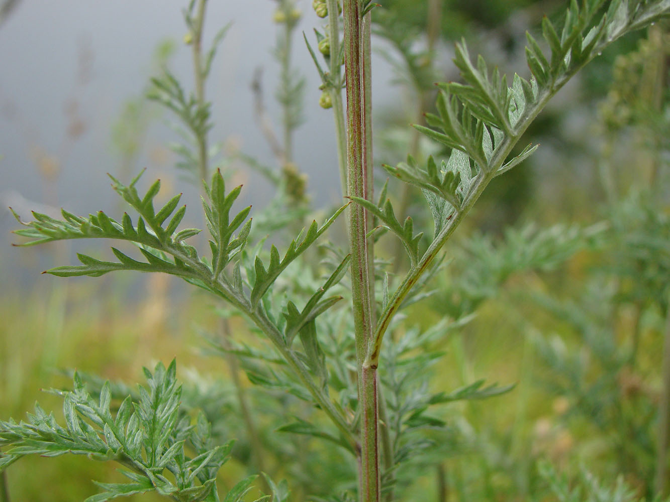 Image of Artemisia armeniaca specimen.