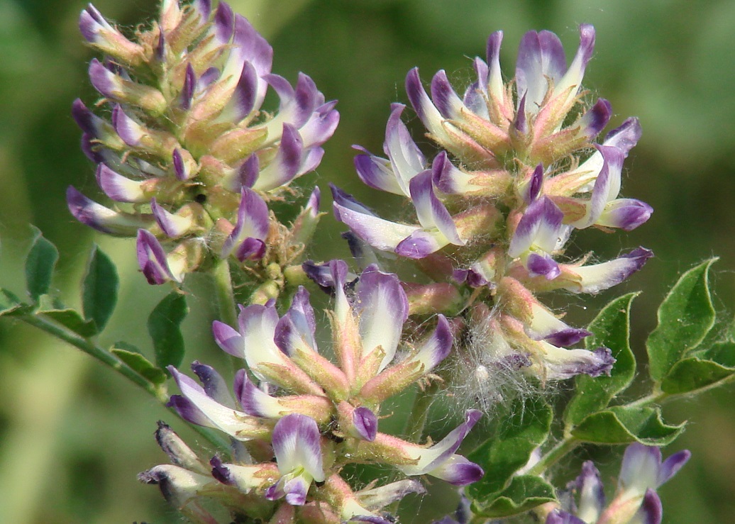 Image of Glycyrrhiza grandiflora specimen.