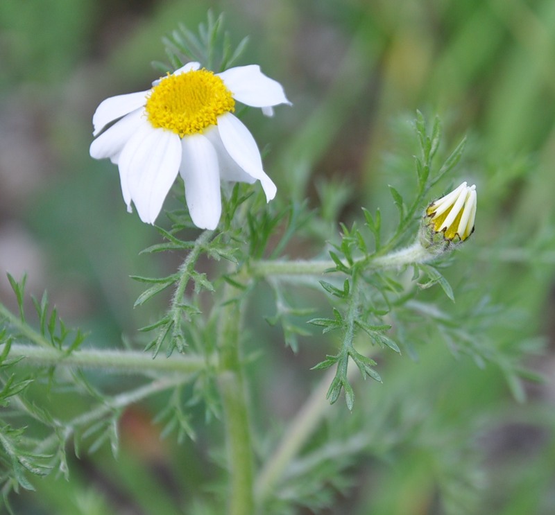 Image of Anacyclus clavatus specimen.