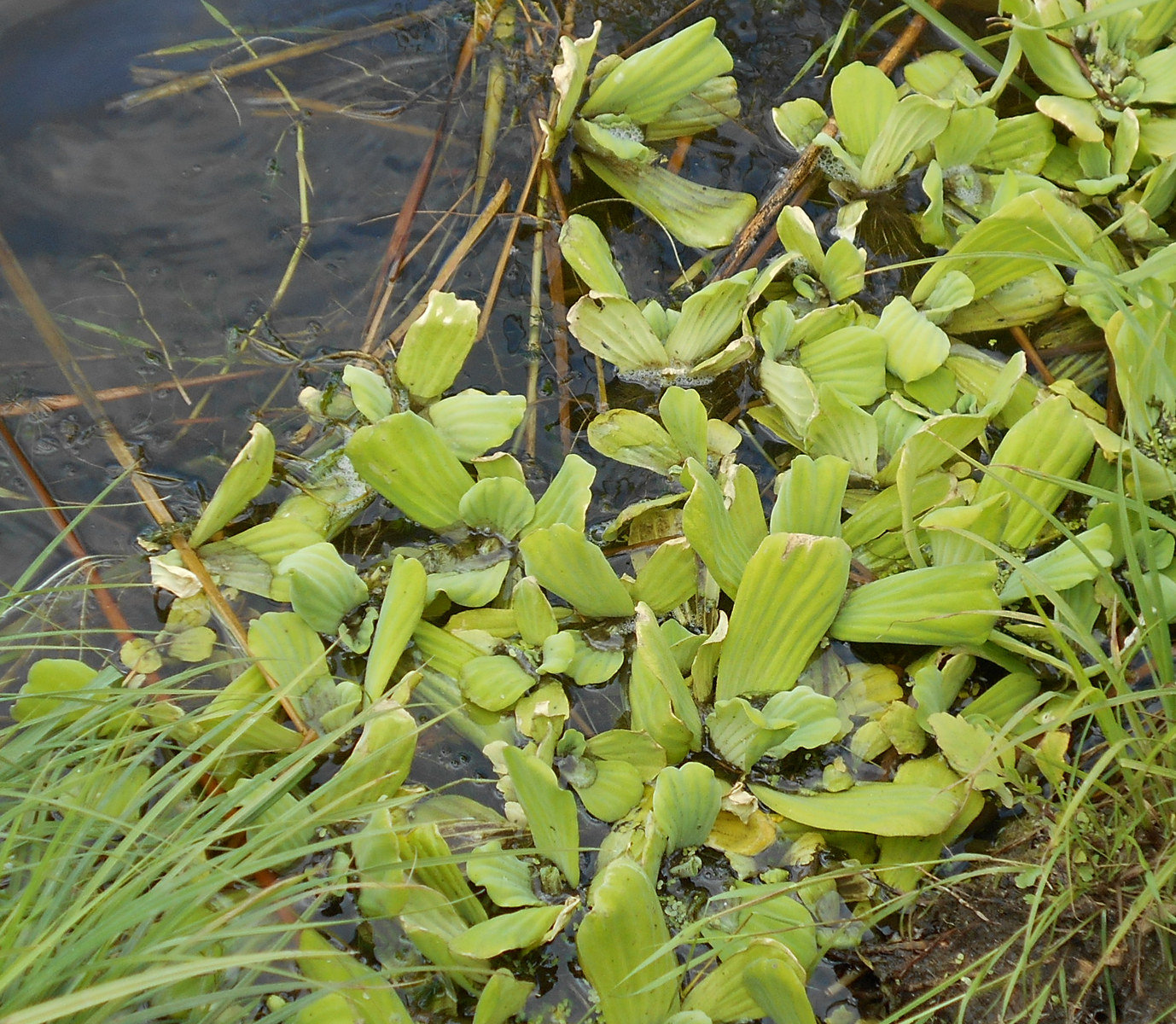 Изображение особи Pistia stratiotes.