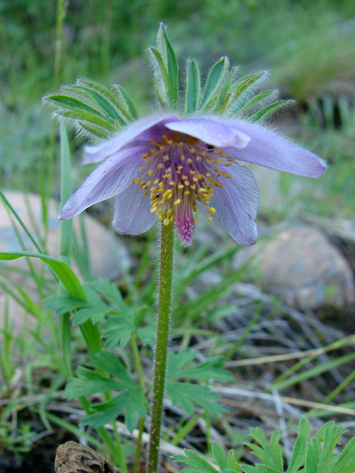 Image of Pulsatilla ajanensis specimen.