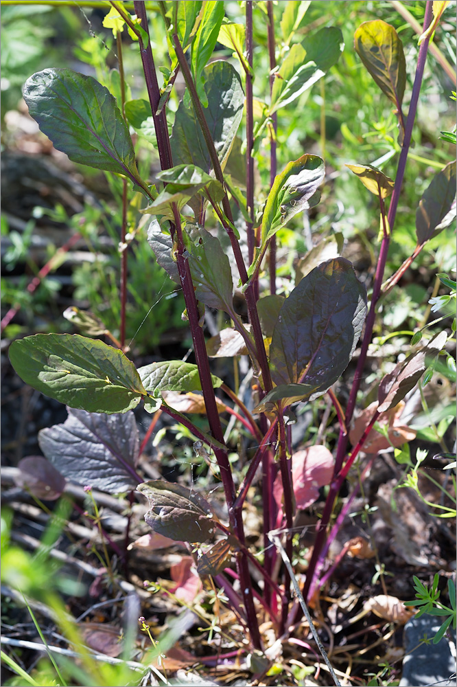 Image of Barbarea stricta specimen.