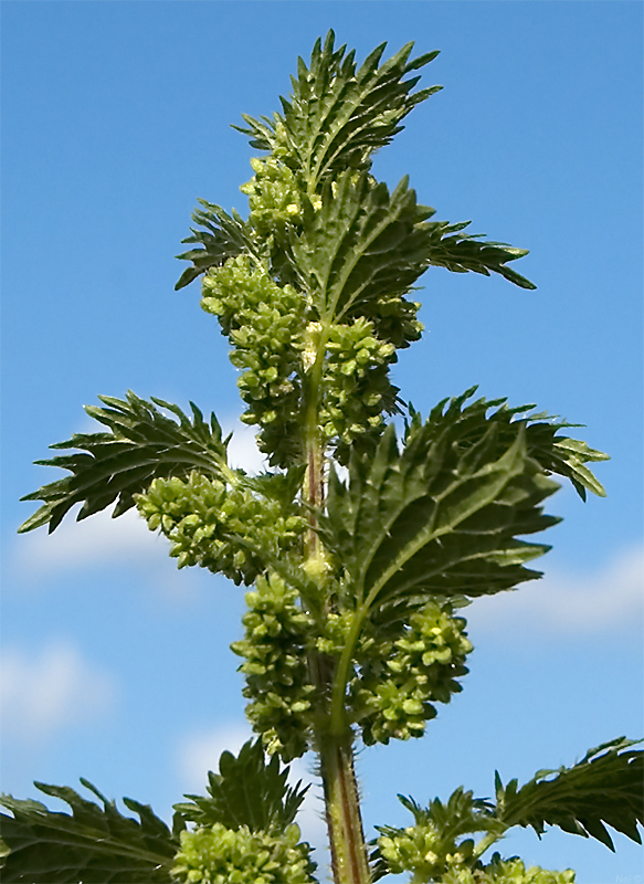 Image of Urtica urens specimen.