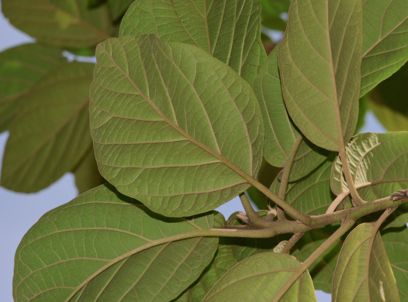 Image of Cordia subcordata specimen.