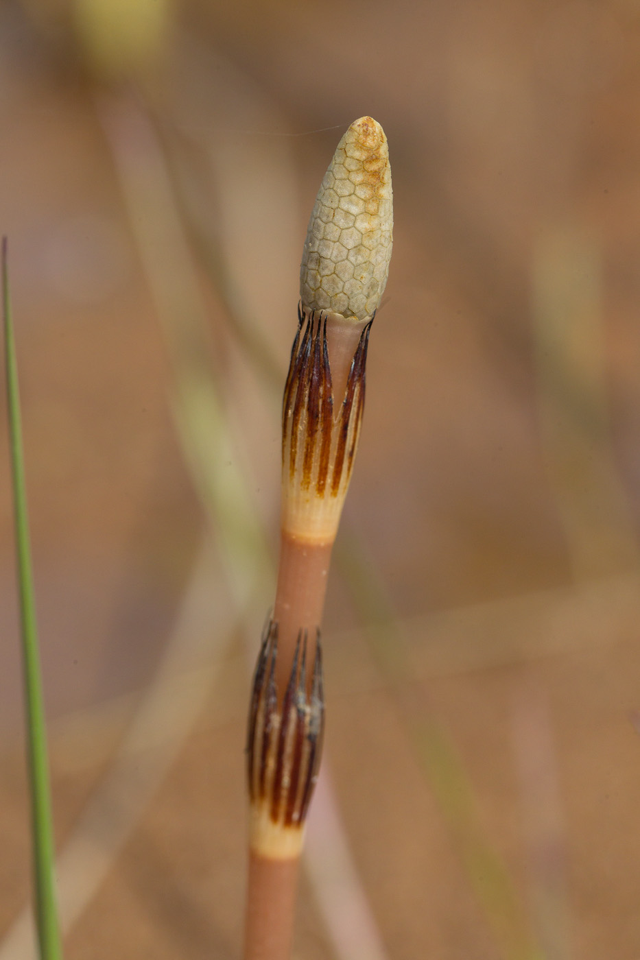 Image of Equisetum arvense specimen.