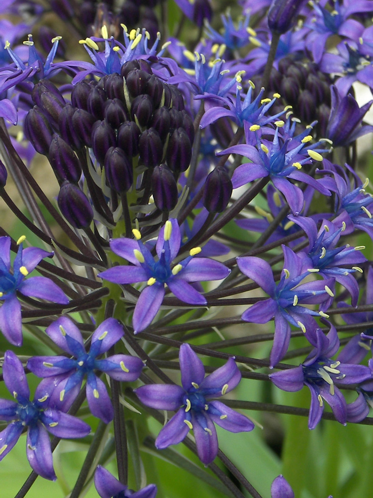 Image of Scilla peruviana specimen.