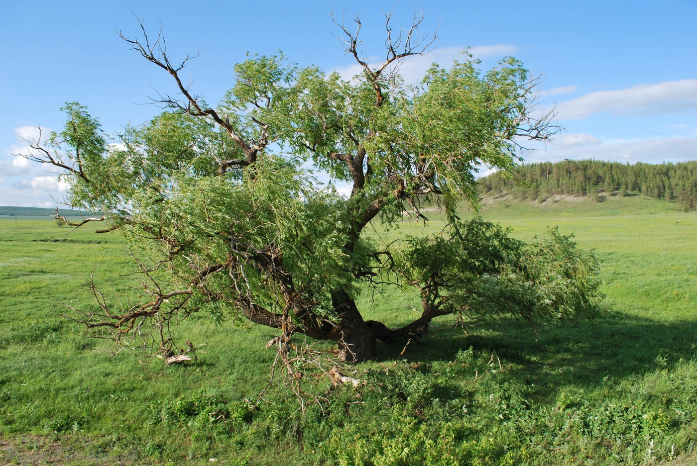 Изображение особи Salix &times; fragilis.