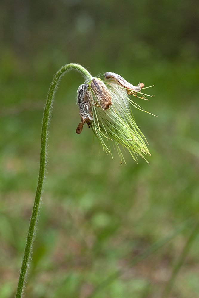 Image of Pulsatilla pratensis specimen.