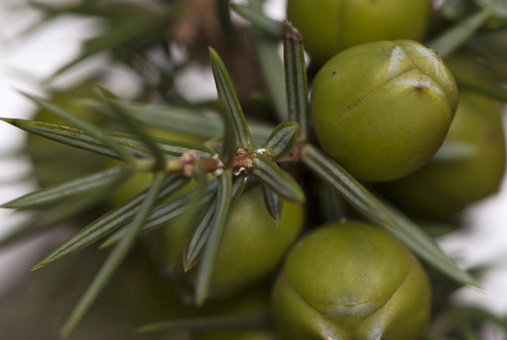 Image of Juniperus deltoides specimen.