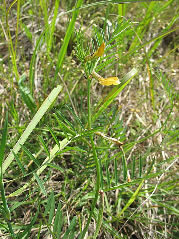 Изображение особи Vicia biebersteinii.