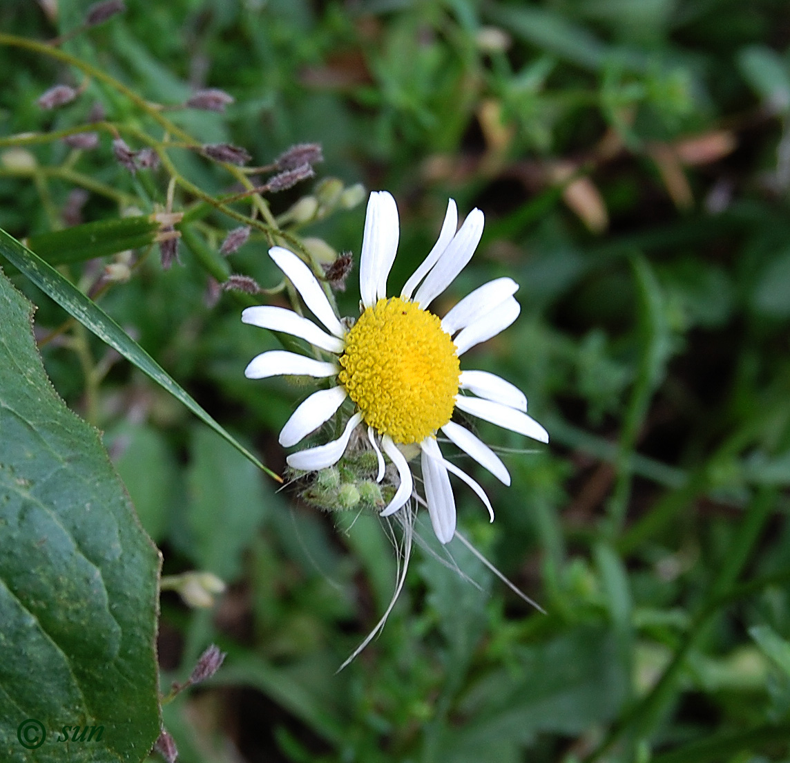 Image of Leucanthemum vulgare specimen.