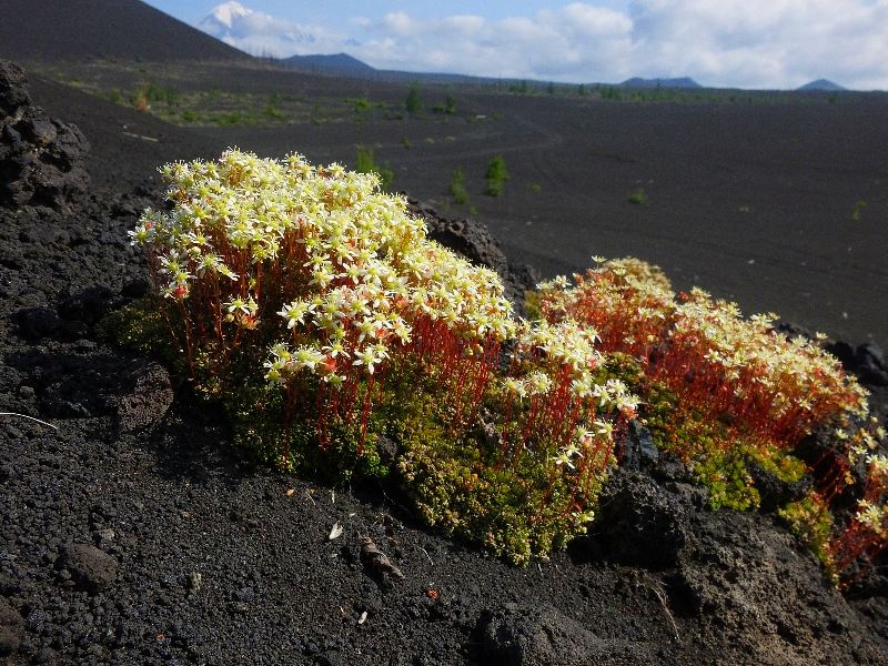 Изображение особи Saxifraga funstonii.