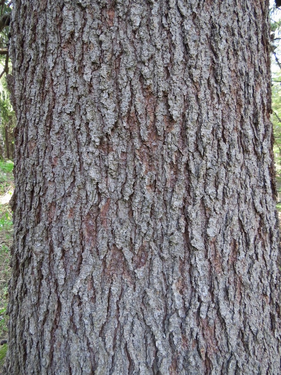 Image of Picea obovata specimen.