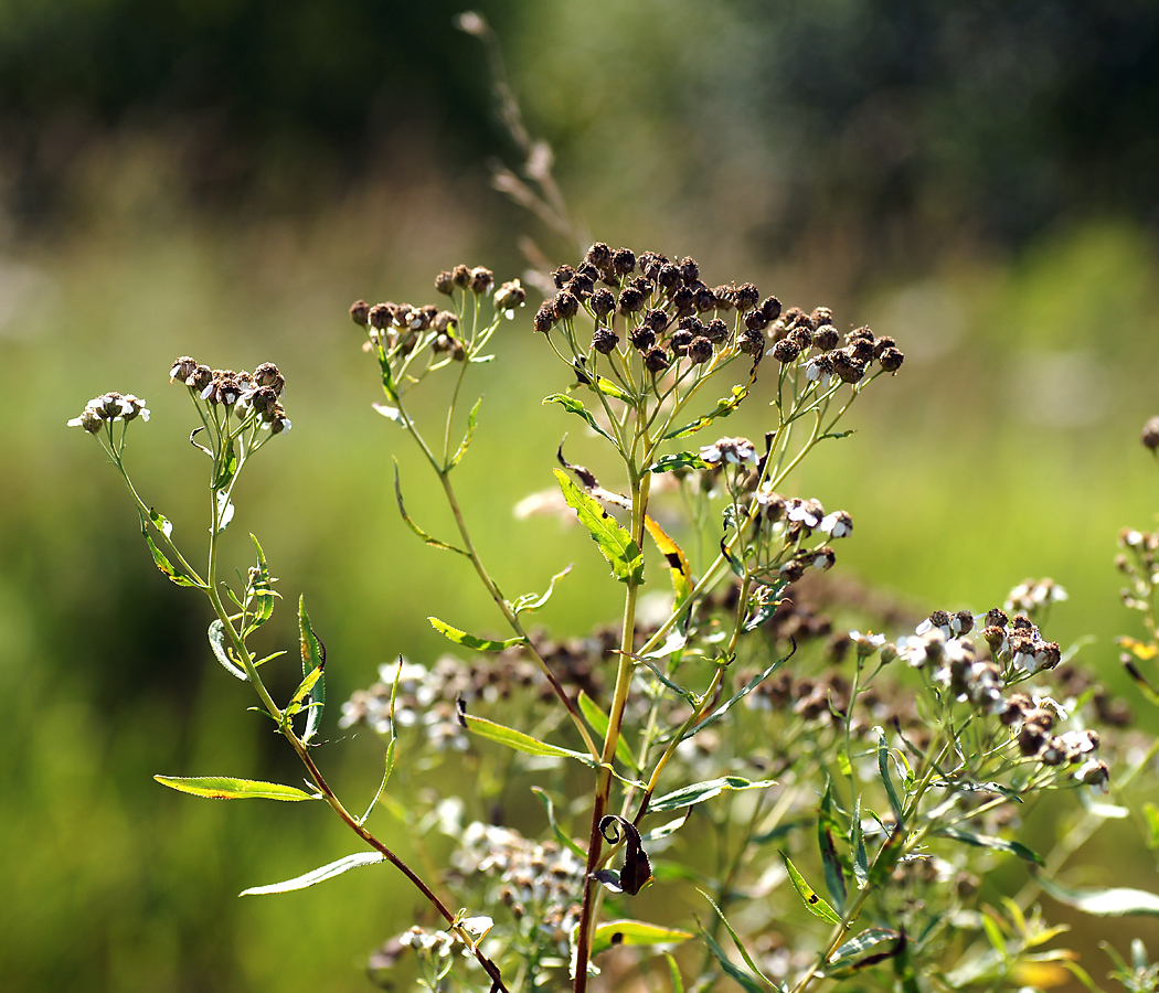 Image of Achillea cartilaginea specimen.