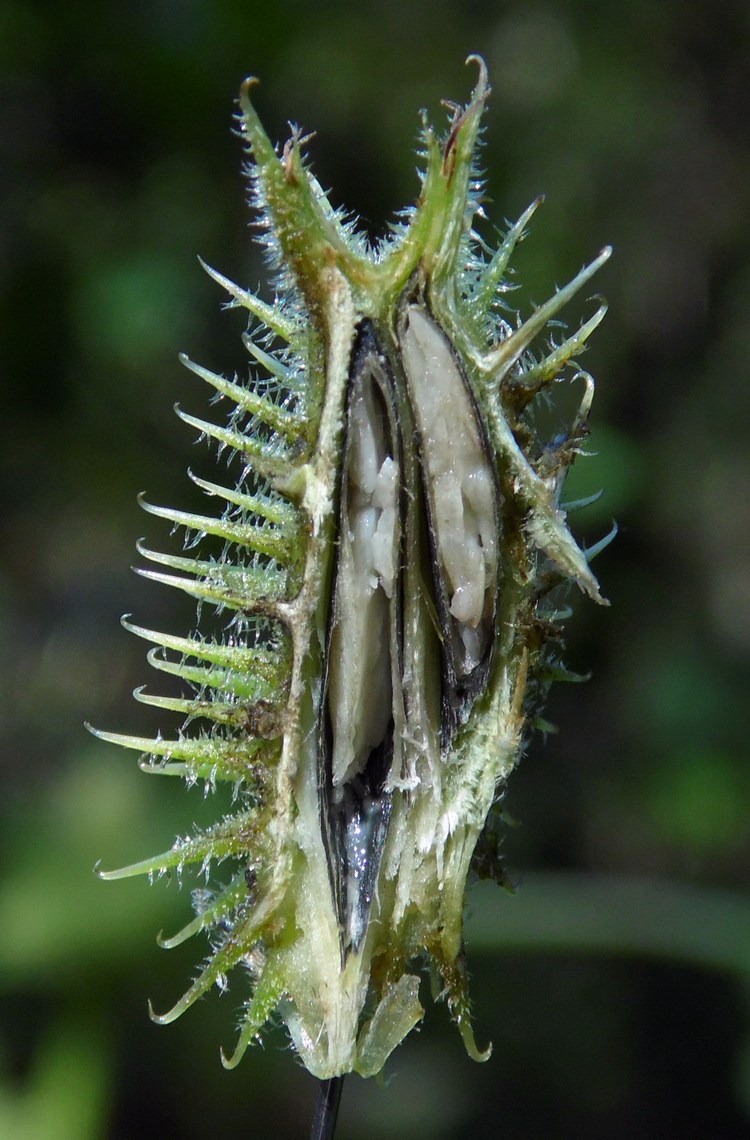 Image of Xanthium orientale specimen.