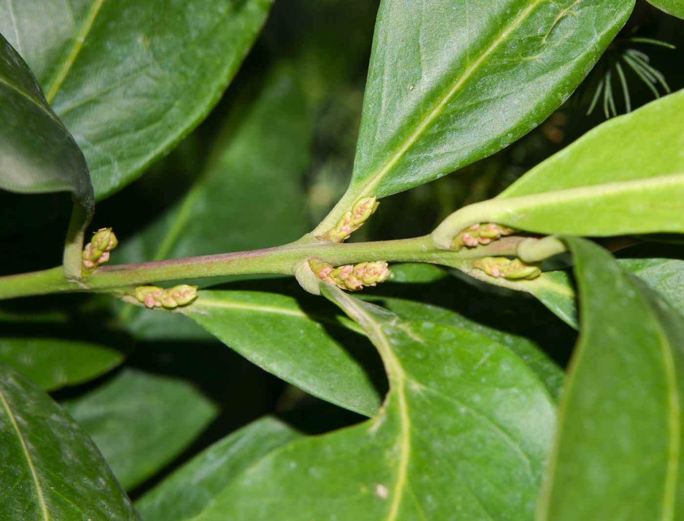 Image of Acokanthera oblongifolia specimen.