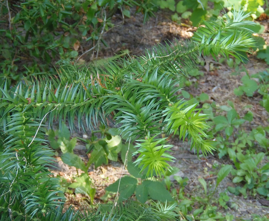 Image of Cunninghamia lanceolata specimen.