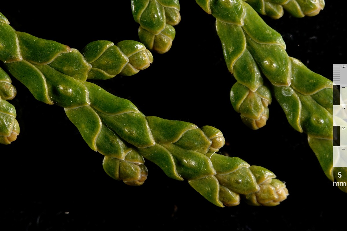 Image of Thuja occidentalis specimen.