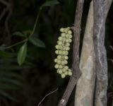 Gnetum gnemon. Часть побега с фруктификациями. Малайзия, штат Сабах, о-в Сапи, лес. 17 февраля 2013 г.