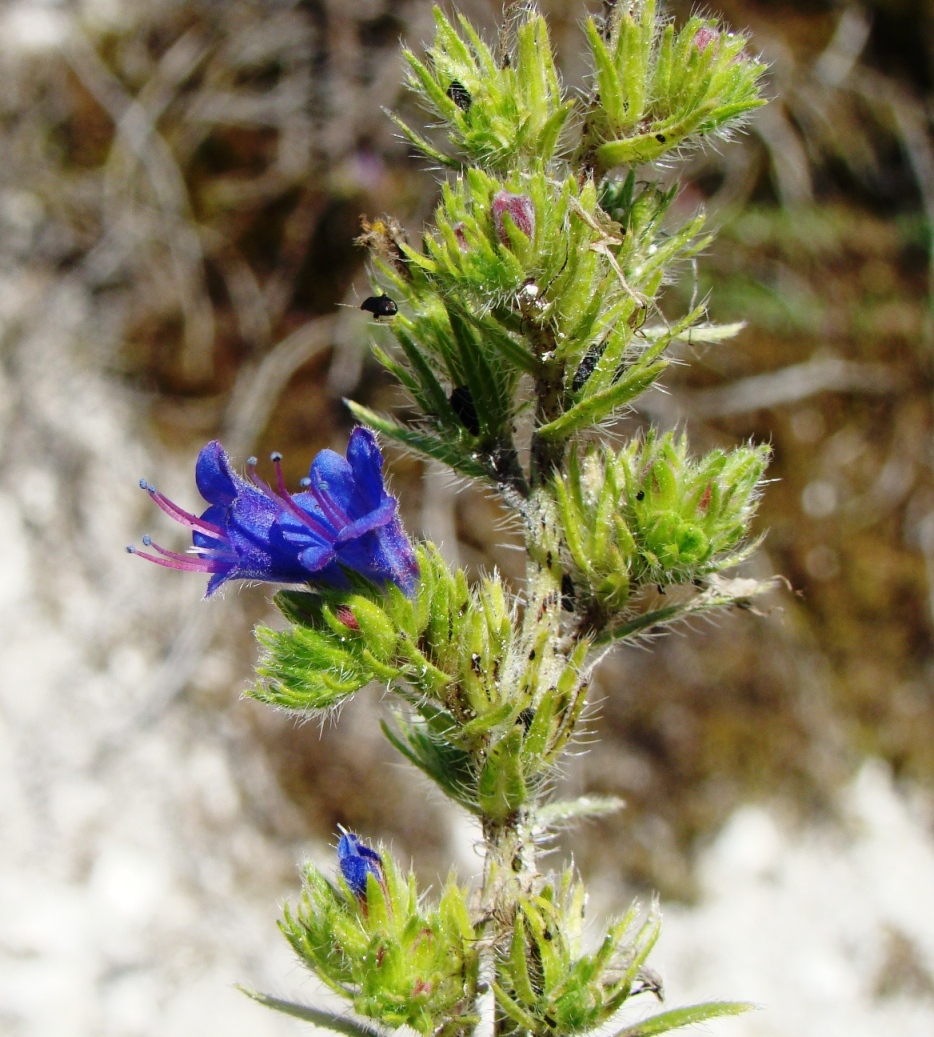 Изображение особи Echium vulgare.