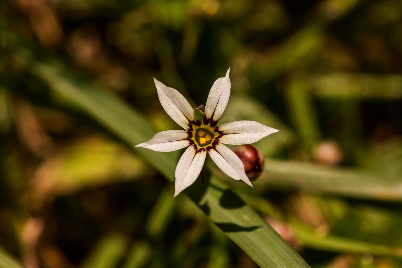 Изображение особи Sisyrinchium rosulatum.