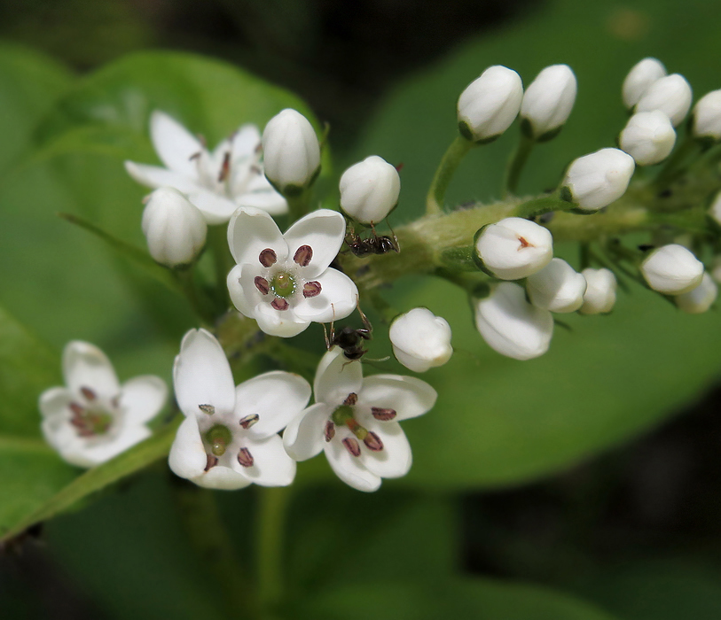 Изображение особи Lysimachia clethroides.