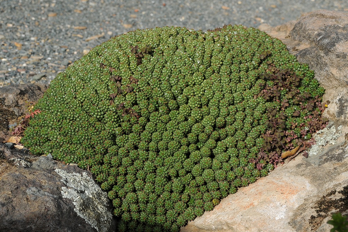 Image of Euphorbia clavarioides specimen.