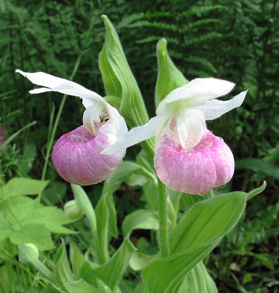 Image of Cypripedium reginae specimen.