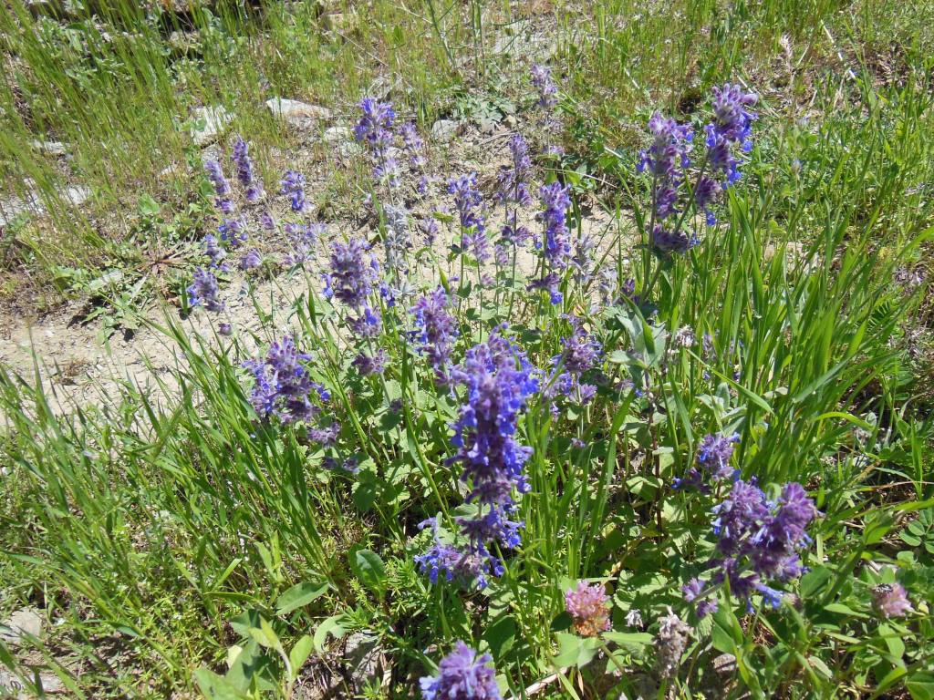 Image of Nepeta meyeri specimen.