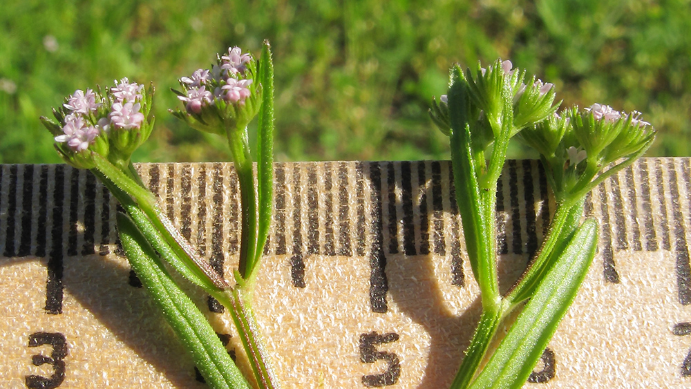 Изображение особи Valerianella dentata.