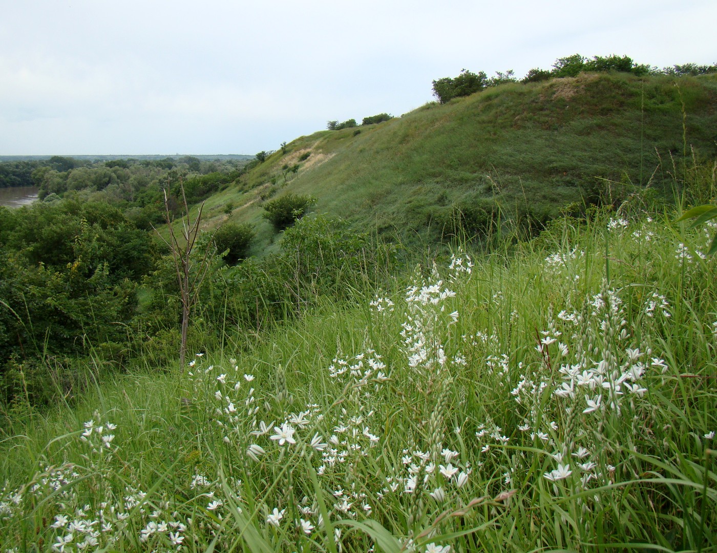 Image of Ornithogalum ponticum specimen.