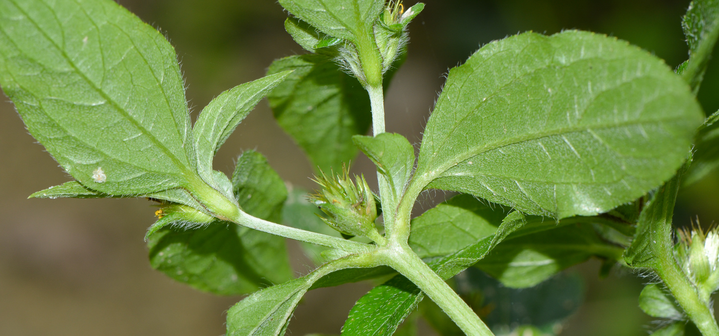 Image of Synedrella nodiflora specimen.