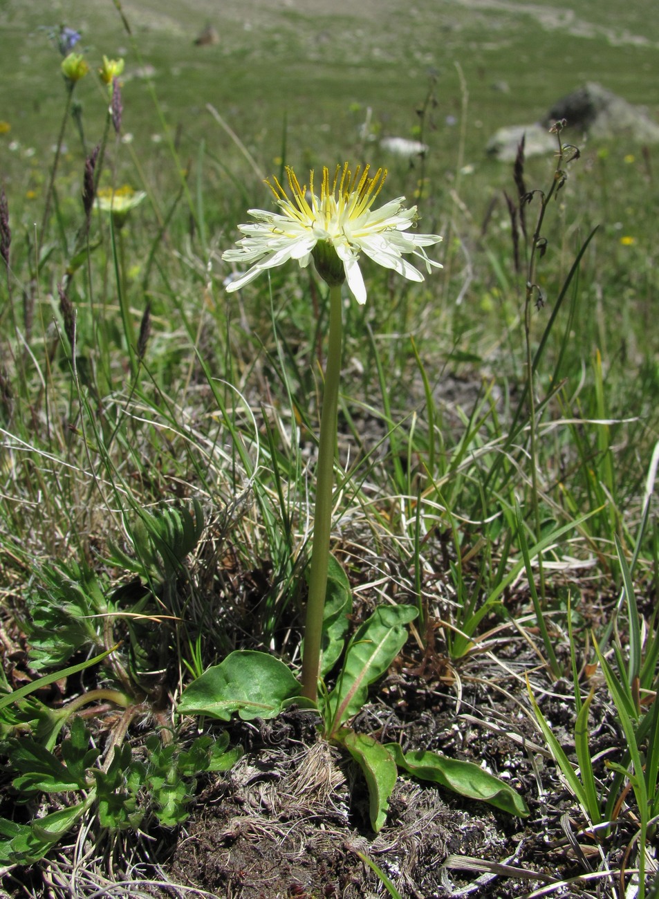 Image of Taraxacum stevenii specimen.