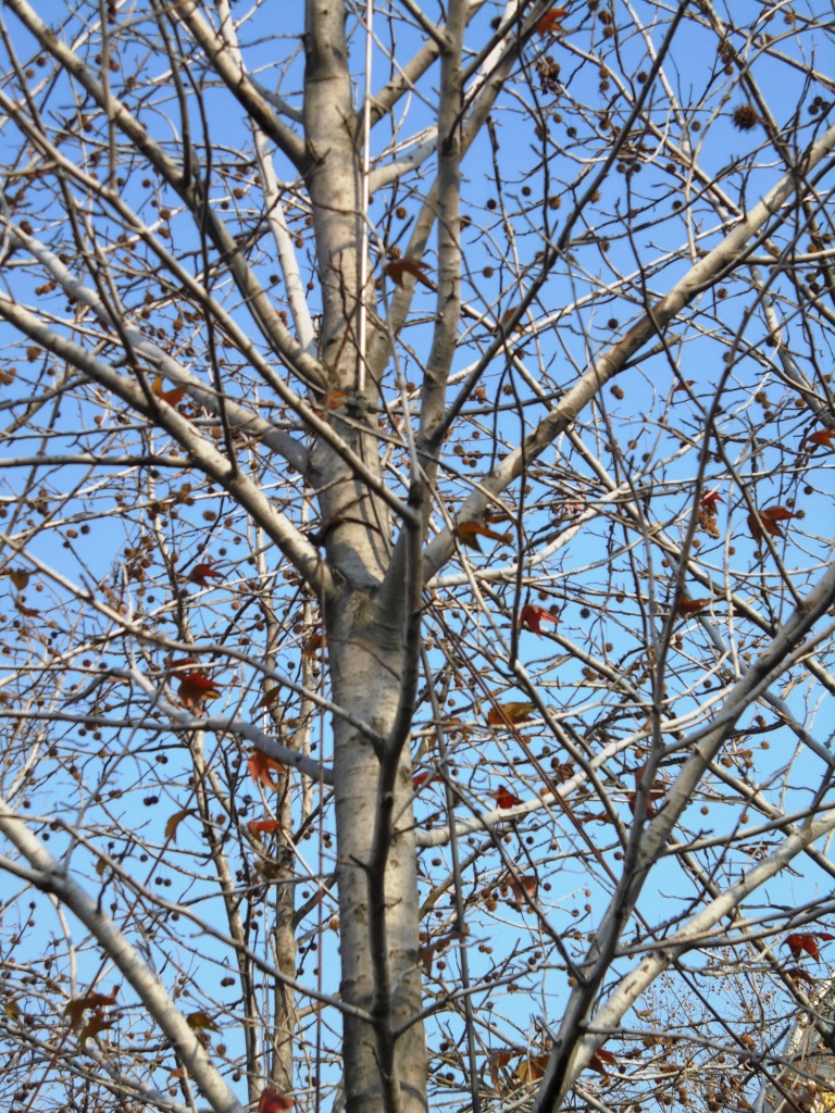 Image of Liquidambar styraciflua specimen.