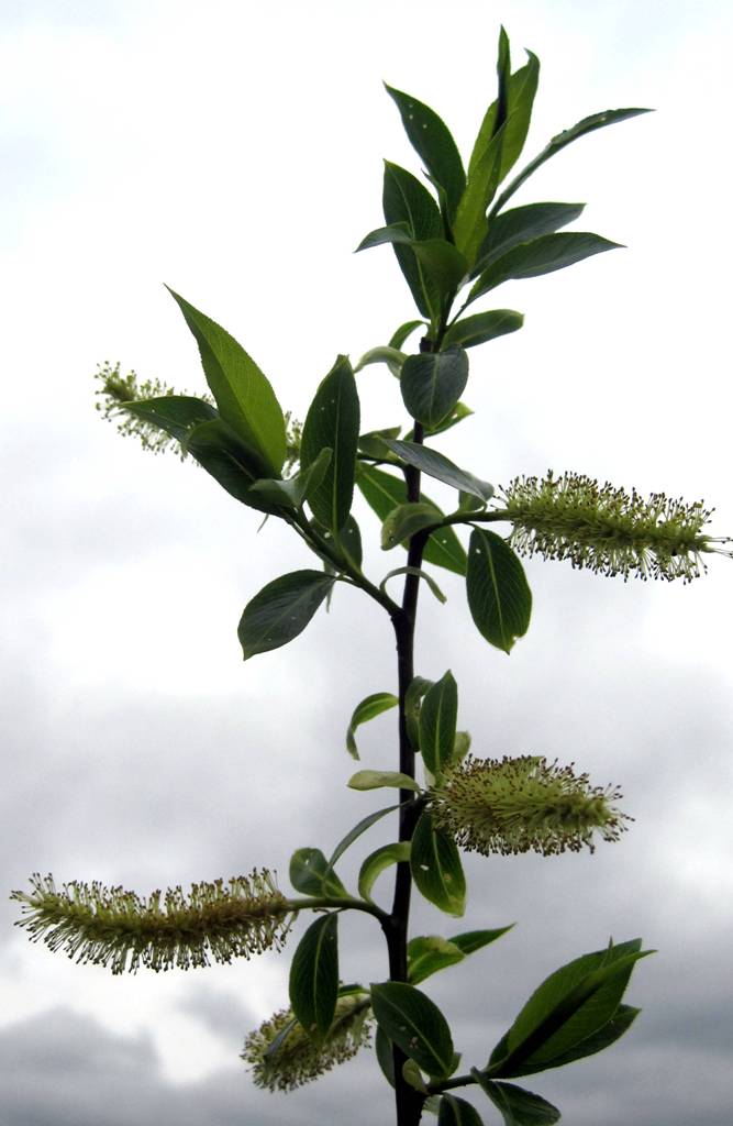 Image of Salix pentandra specimen.