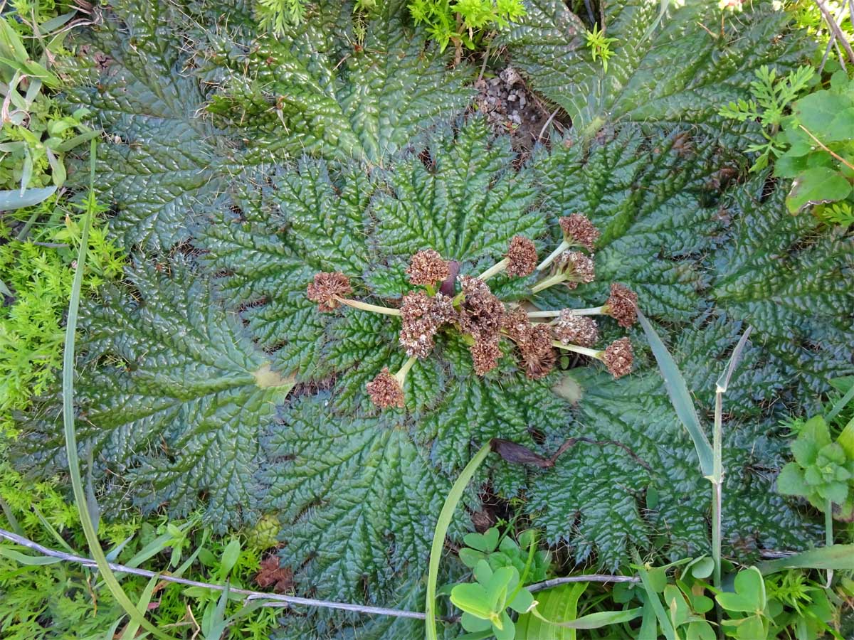 Изображение особи Arctopus echinatus.