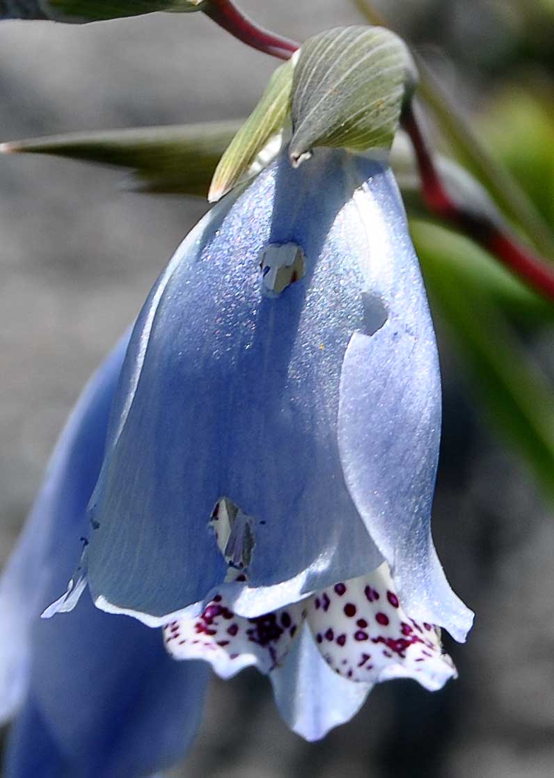 Изображение особи Gladiolus gracilis.