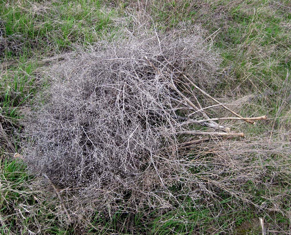 Image of Crambe tataria specimen.