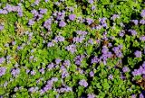 Ageratum houstonianum