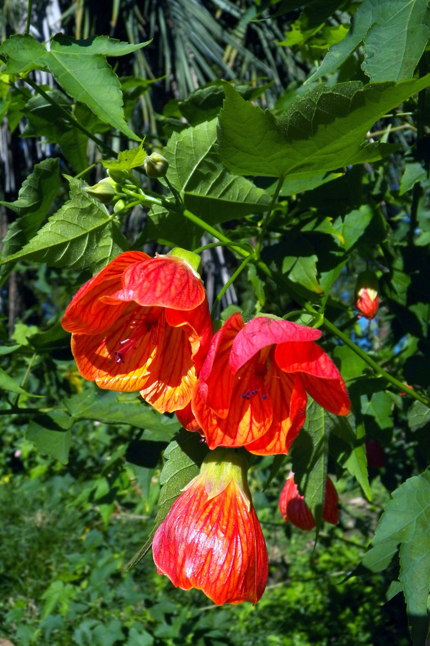 Изображение особи Abutilon &times; hybridum.